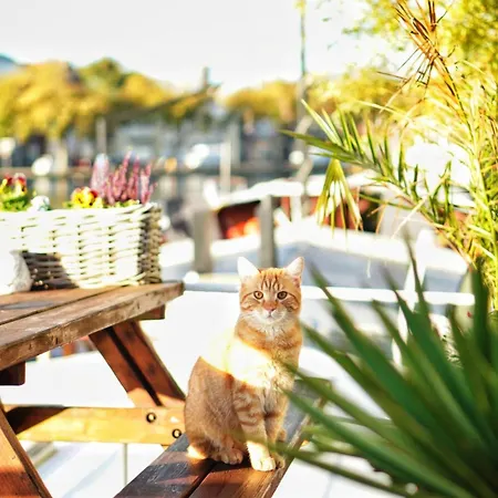 לינה וארוחת בוקר Teddy 